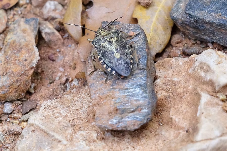 Cimice grigia: Raphigaster nebulosa (Pentatomidae)